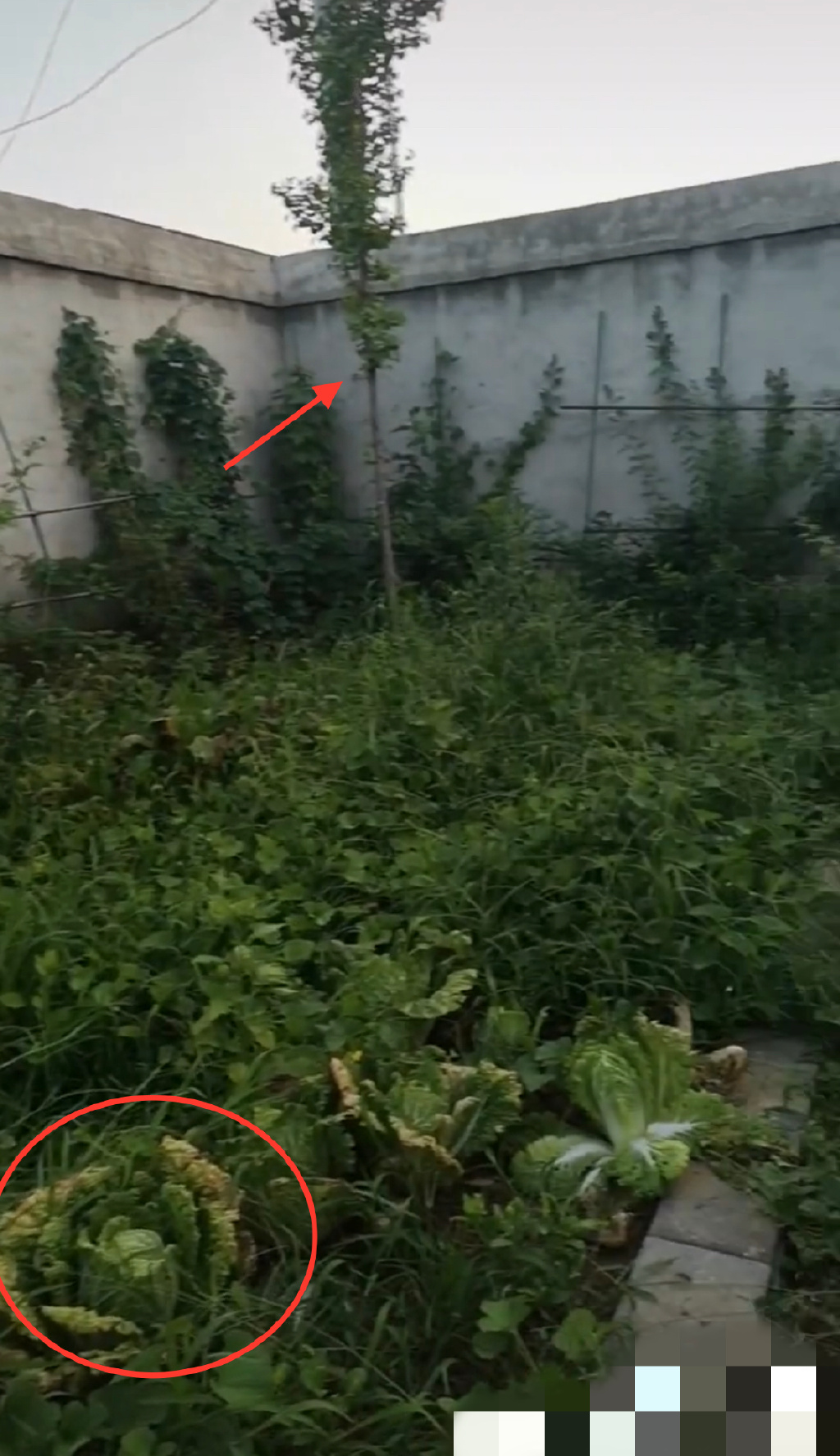 67岁知名港星定居河北小县城!住大别墅院子种菜,一人独居显寂寞休闲区蓝鸢梦想 - Www.slyday.coM 67岁知名港星定居河北小县城!住大别墅院子种菜,一人独居显寂寞休闲区蓝鸢梦想 - Www.slyday.coM