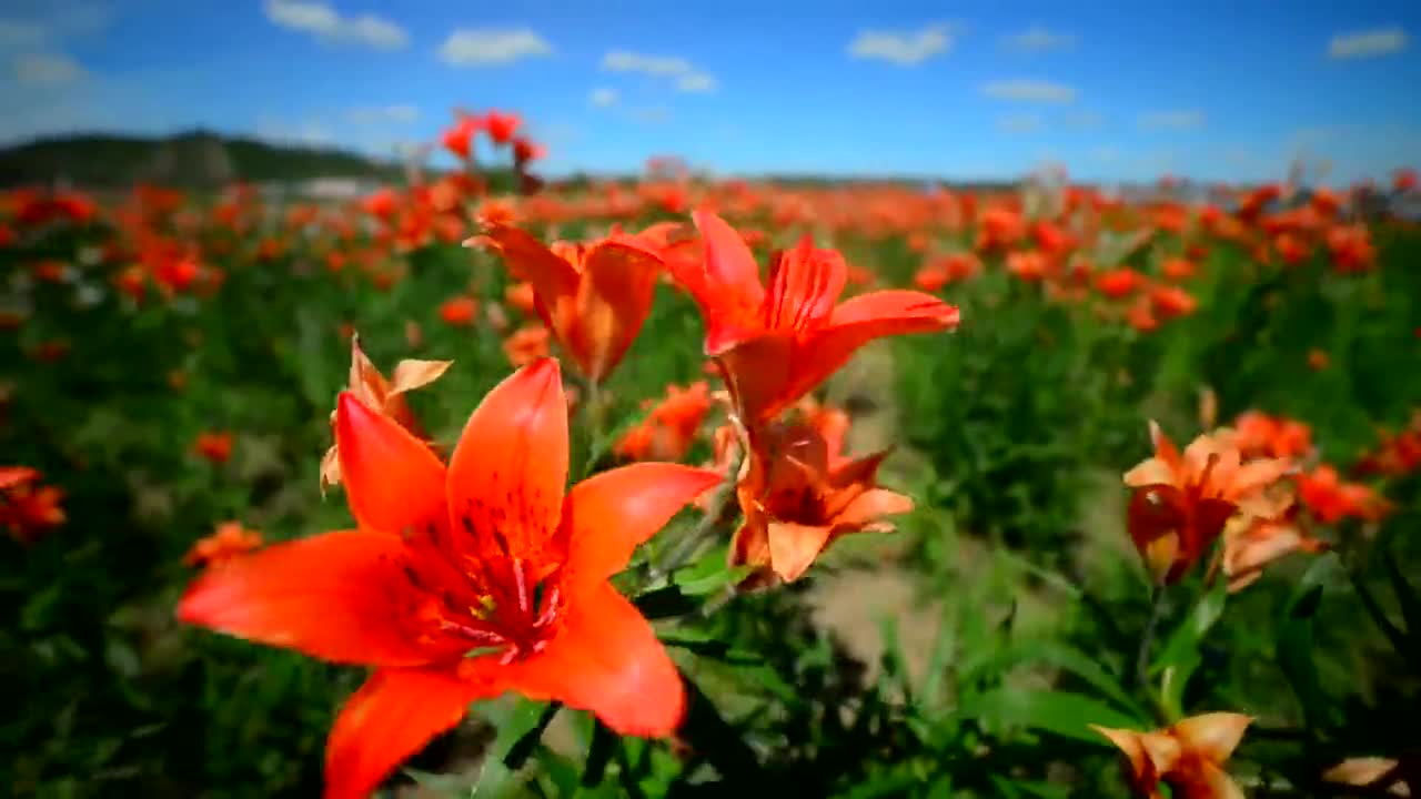 七月药卉香沁呼玛 相约云端共赏美景