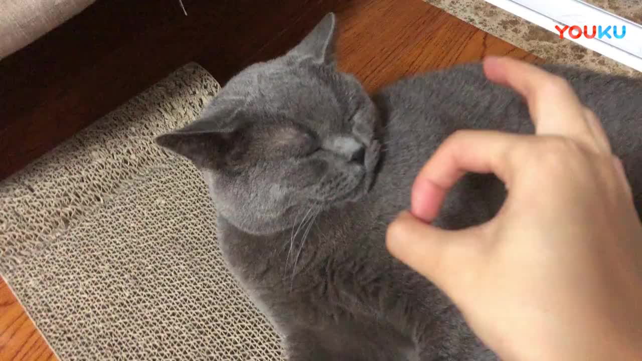 弹猫咪的额头它会生气吗_ 这只猫咪比较温顺没有生气