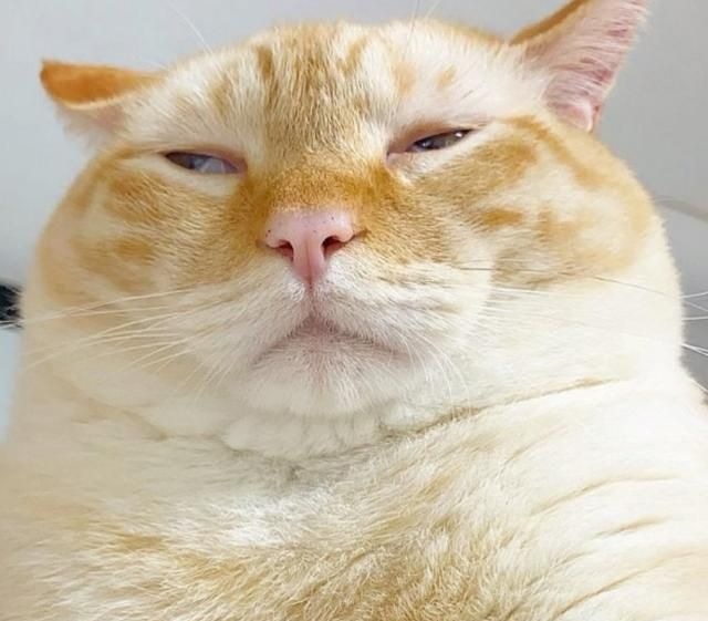 雷神山流浪小奶猫一年后成胖橘 - 淘金网