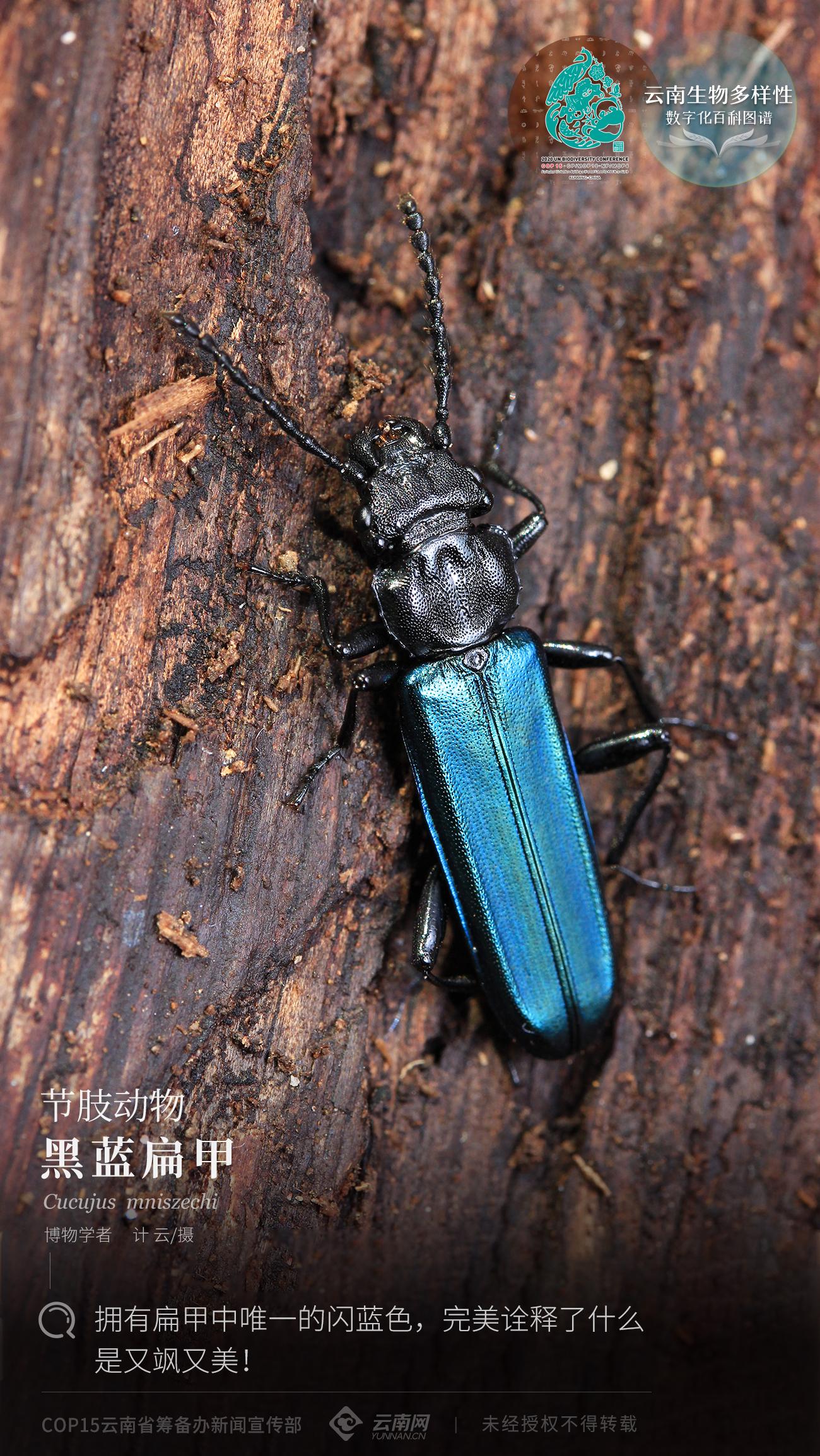 【云南生物多样性数字化百科图谱】节肢动物·黑蓝扁甲:拥有扁甲中
