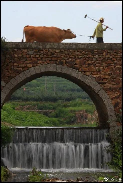 一头牛800kg,一座桥承重700kg,牛怎么过桥?已有正确答案-新浪汽车