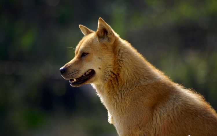 土狗好养活吗？为什么农村土狗寿命都比较短，这是什么造成的？|土狗|农村|寿命_新浪新闻