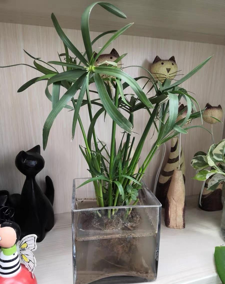 这种草很好养,名叫风车草,适合造景,只要有水,它就死不了