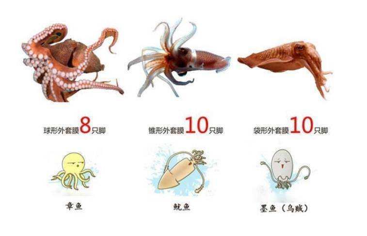 章鱼真的是外星生物？新研究称它是“天外来客”，5亿年前就来了休闲区蓝鸢梦想 - Www.slyday.coM