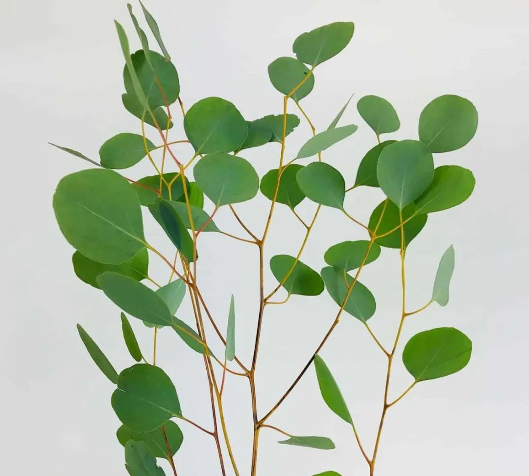 如何自己养一盆尤加利桉树