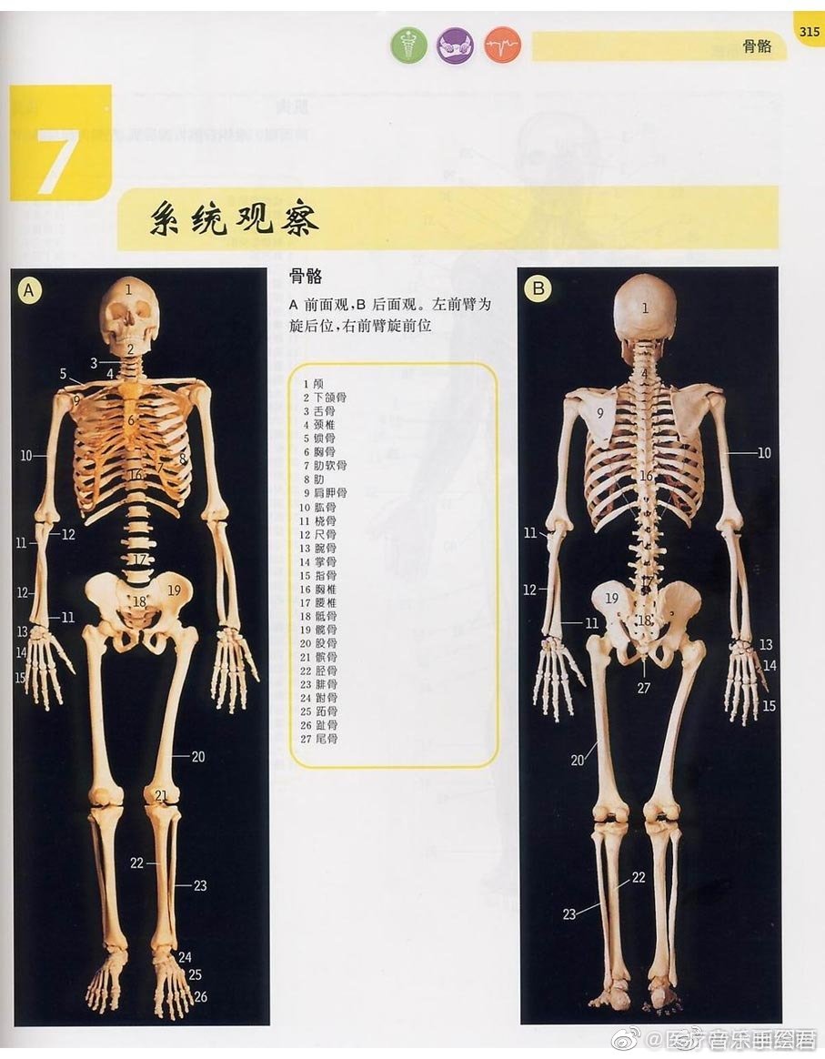 人体各部位的名称与肌肉块 骨架方位