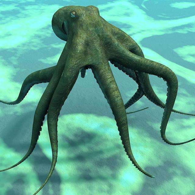 章鱼真的是外星生物？新研究称它是“天外来客”，5亿年前就来了休闲区蓝鸢梦想 - Www.slyday.coM