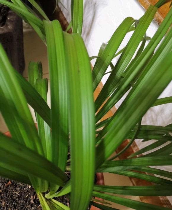 兰花叶子焦边了,夏季温度高,隔三差五浇一次,避免