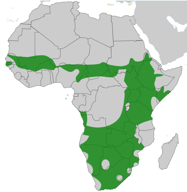 红嘴奎利亚雀的分布,源:shyamal非洲最严重的农业害虫之一从它们的