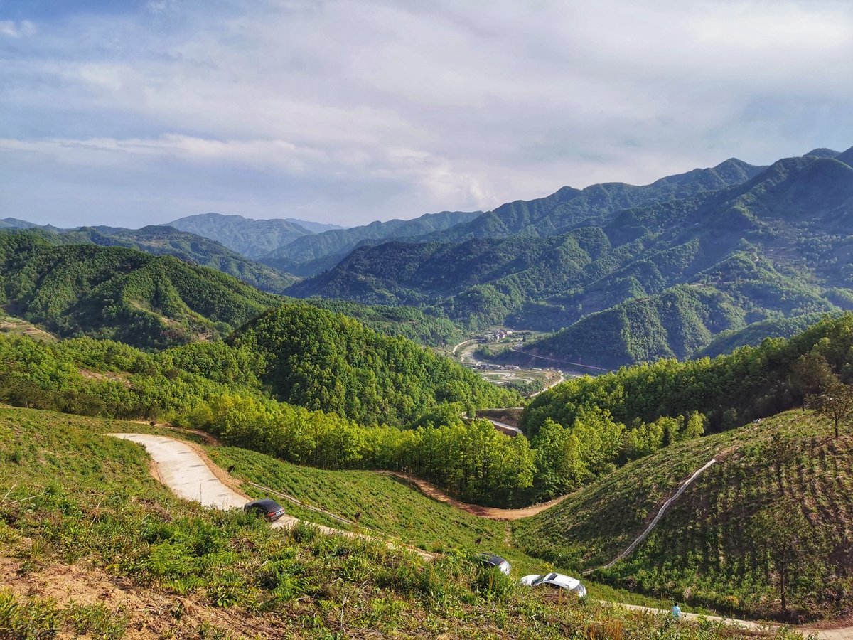 一片叶子富一方百姓,镇巴县花园社区唱响"长岭望月"金字招牌
