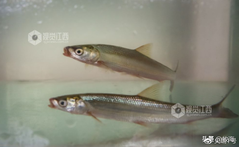 江西再现22条“神秘物种”,长江鱼为啥会现身鱼塘?