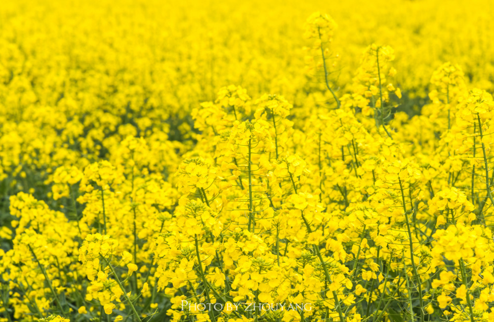 苏州有一处绝美的赏花地千亩油菜花开不输婺源如同被融入画中