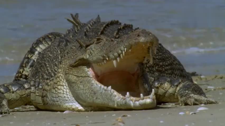 平背龟在沙子产卵,八周小乌龟孵化,是鸟类,鳄鱼鲨鱼的捕食