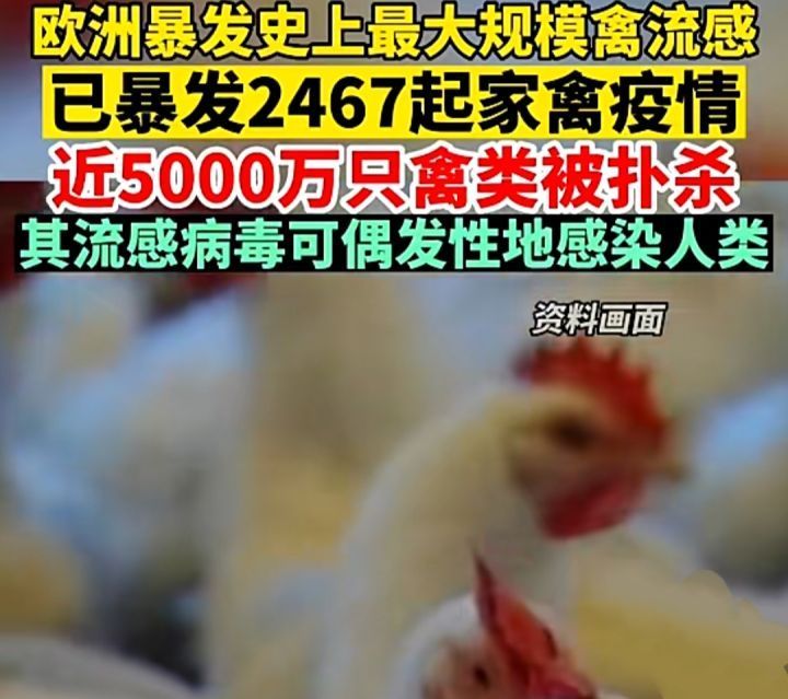 史上最大禽流感在欧洲爆发,37国已扑杀4800只家禽!正随候鸟传播|禽流感|家禽|扑杀_新浪新闻