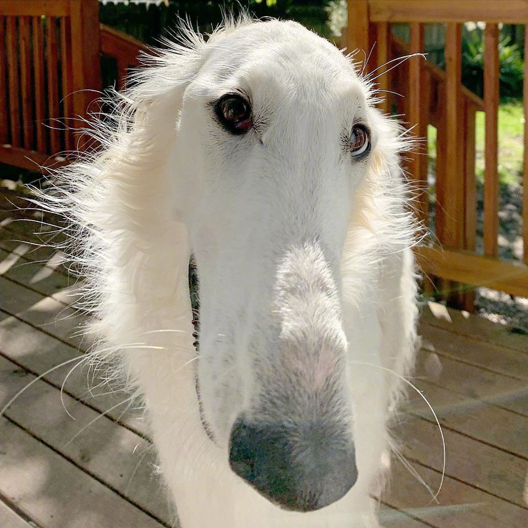 苏俄猎狼犬eris的脸长达30厘米,而据说柯基腿长8厘米