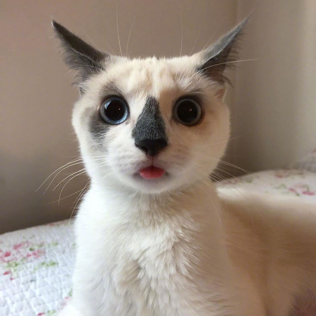 黑鼻子,大眼睛,这只猫太可爱了!