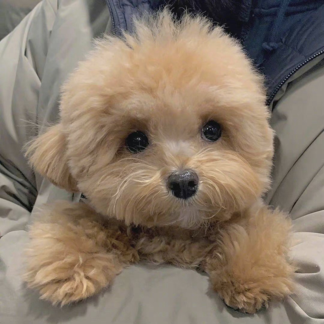 小狗勾能有什么坏心眼呢__财经头条