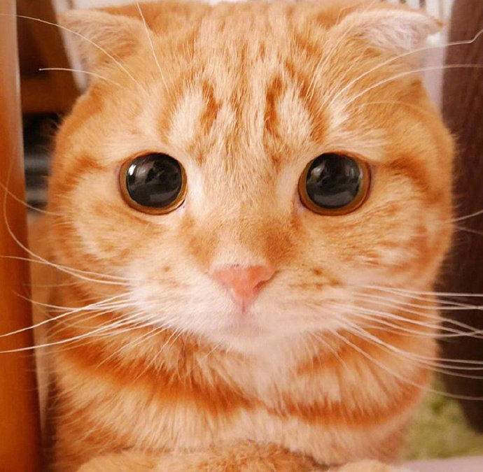 怎么会有这么可爱的橘猫!