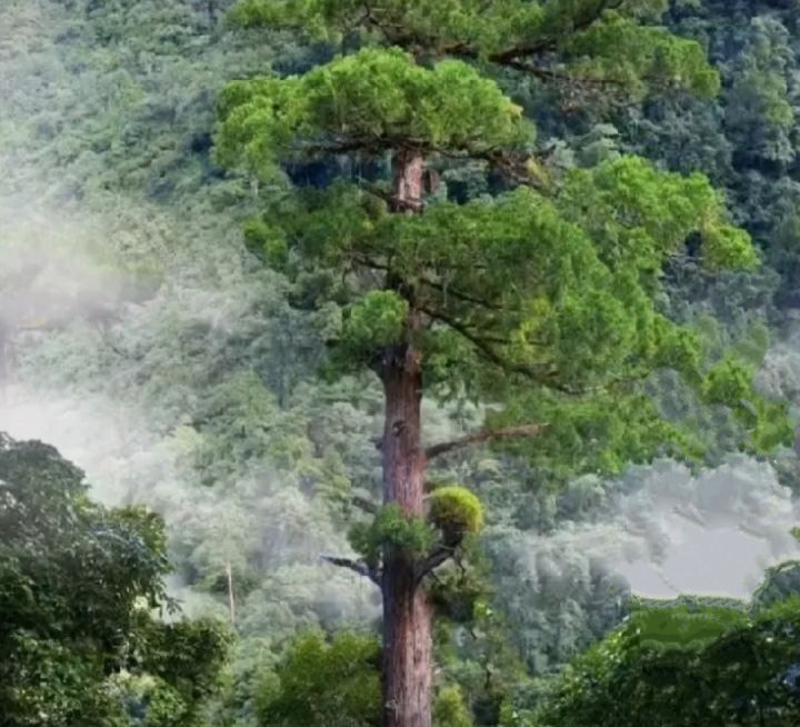 我国最高树高度不断刷新,仍比世界最高树低33米,世界树王有多高|神树|树木|云南_新浪新闻