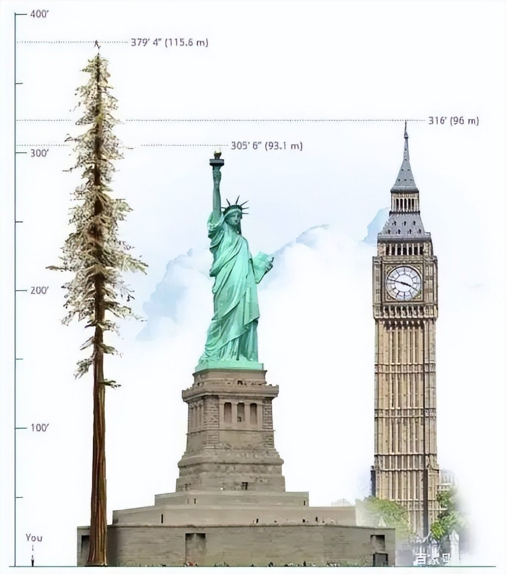 我国最高树高度不断刷新，仍比世界最高树低33米，世界树王有多高