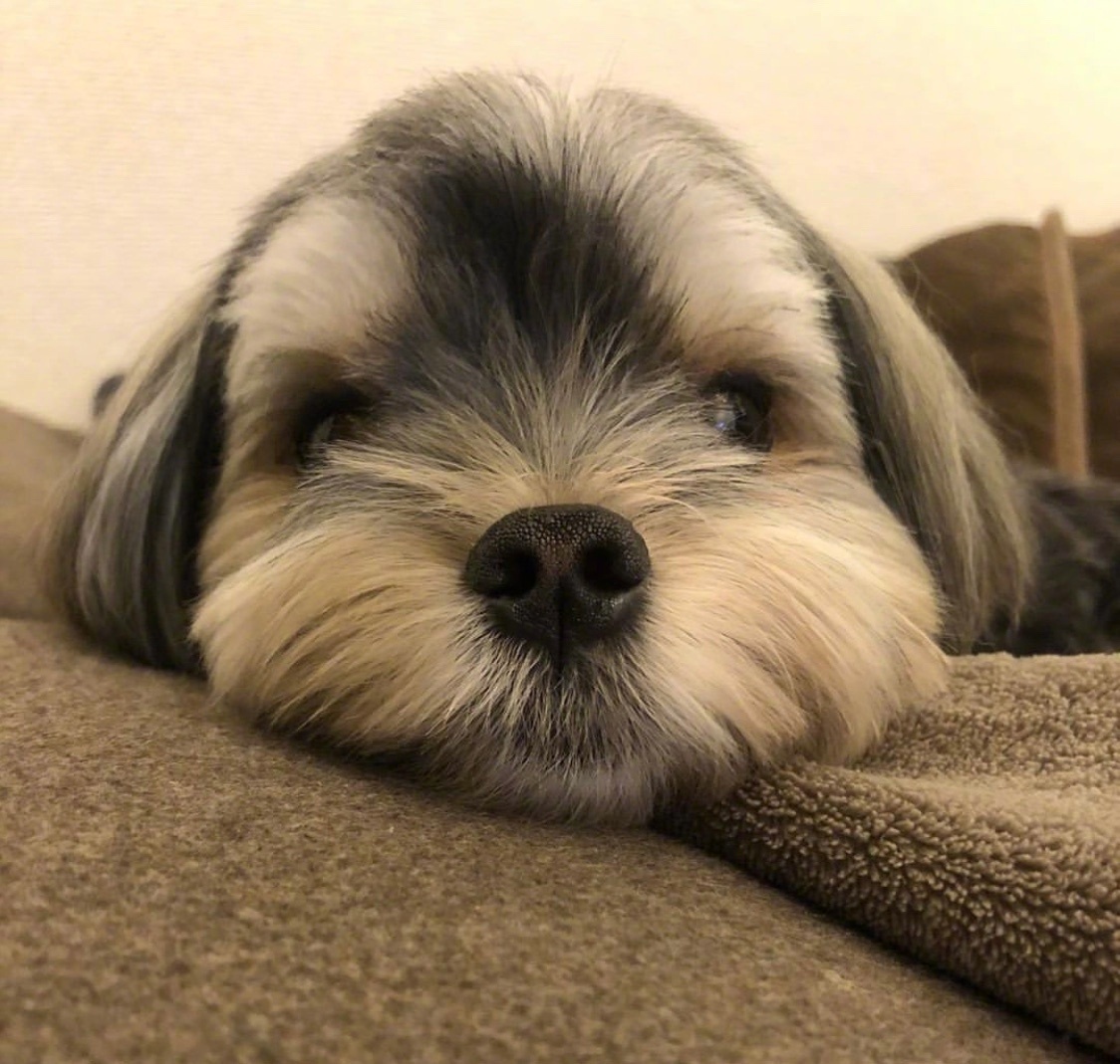 齐耳小狗狗_高清图集_新浪网