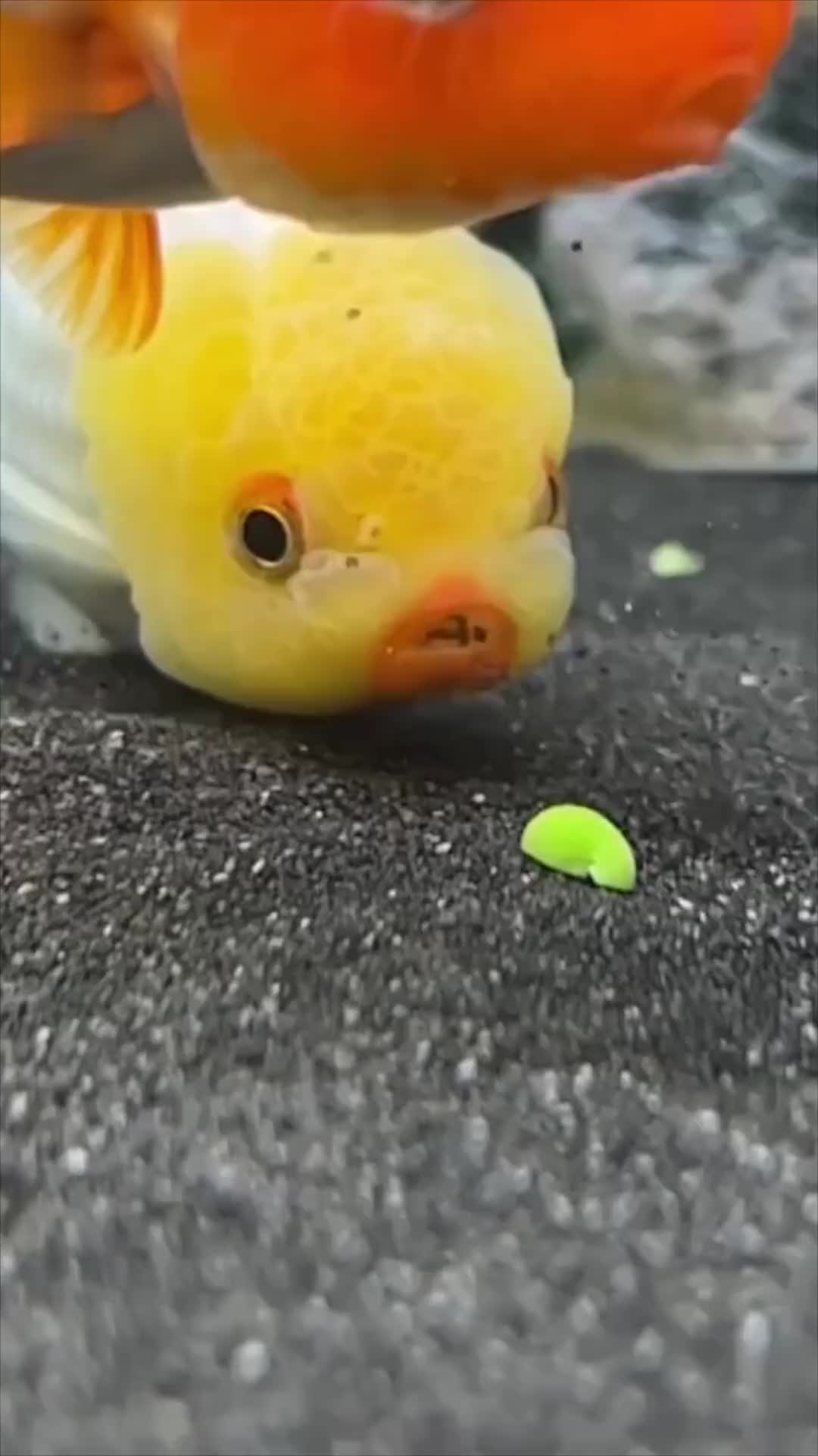 近距离观察金鱼吃东西的样子可爱又看得人很着急啊