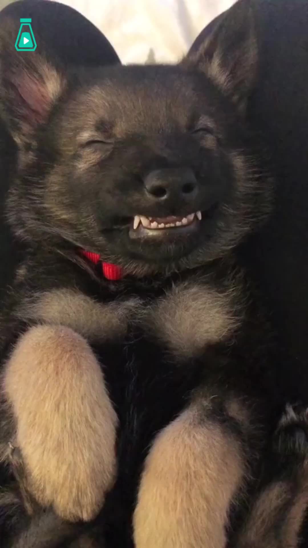 童年时期的各种德牧小奶狗,从小就很帅气啊!