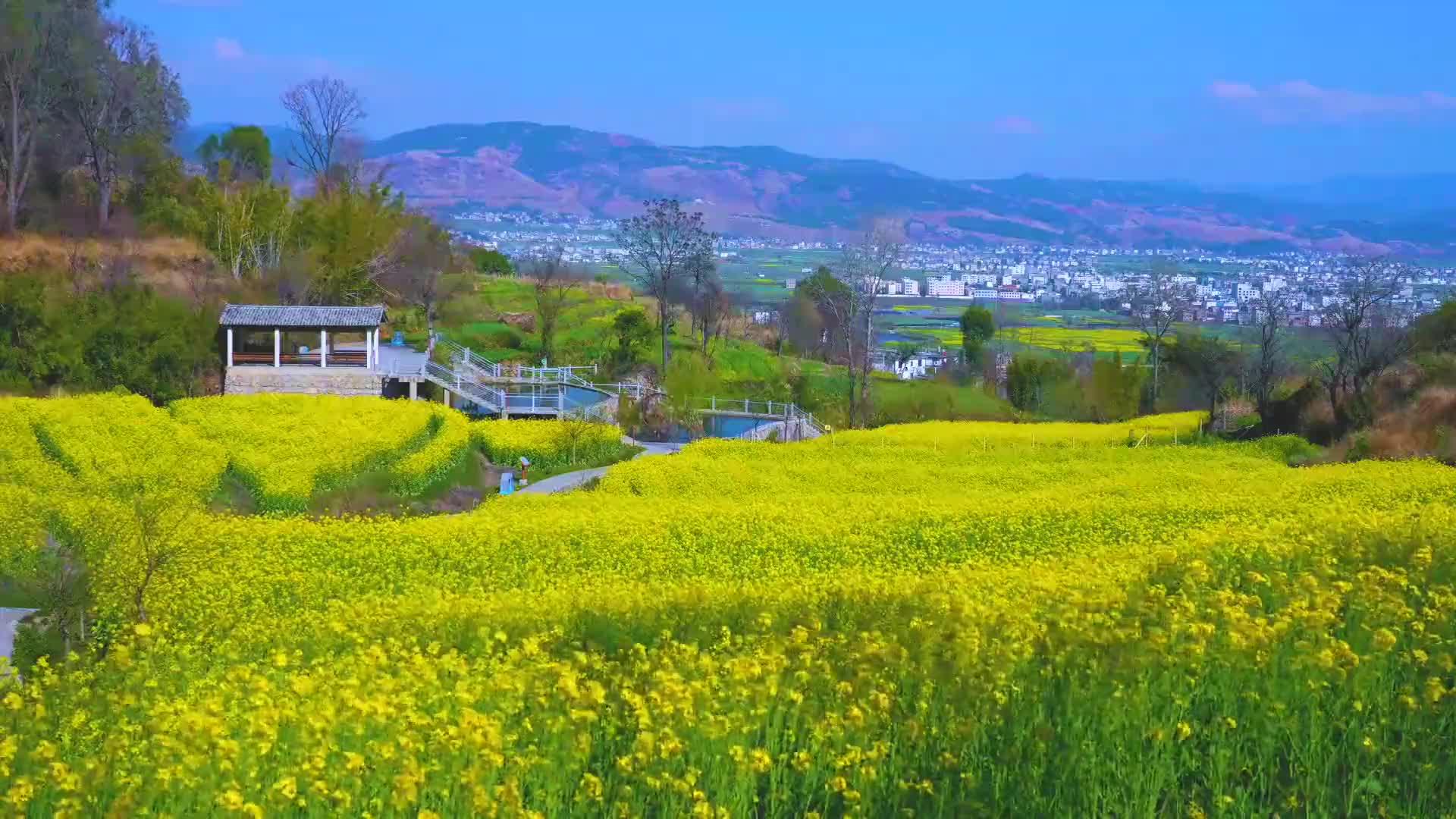花开四季逐色大理弥川坝子67油菜花黄时踏春迎风去