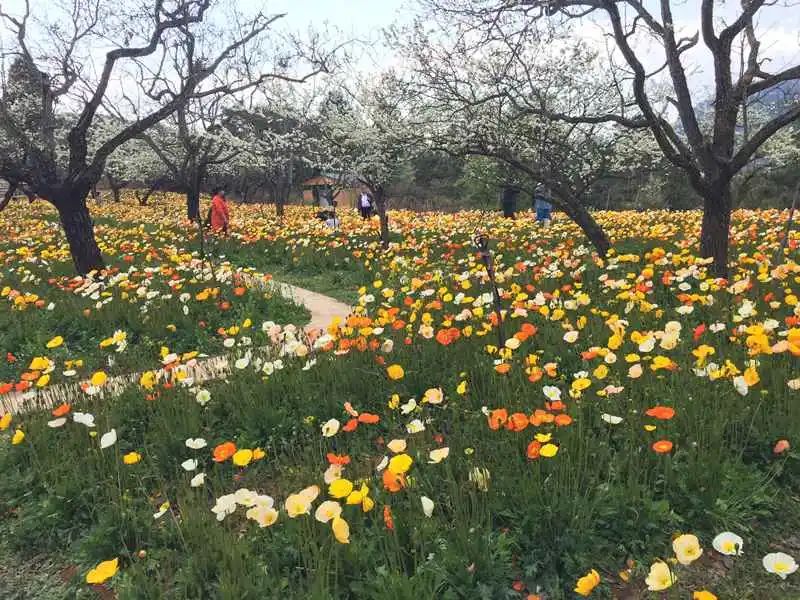 昆明名花谷迎来第一波花潮