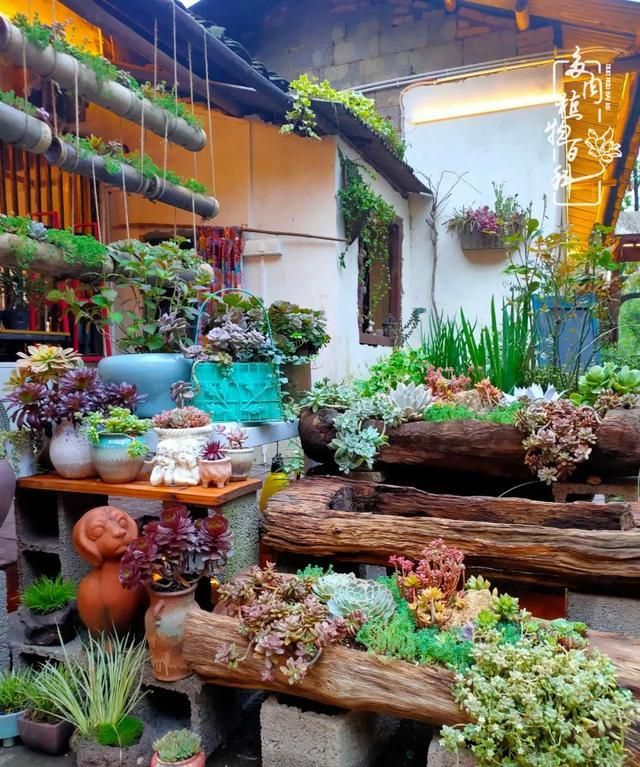 多肉庭院慢生活种一片多肉喝一杯果酒泡一壶清茶