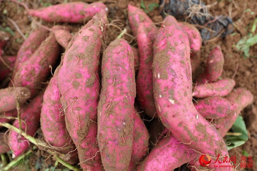 河北临漳:千亩红薯地丰收了!