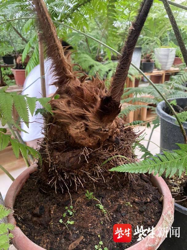 出售金毛狗蕨300余株