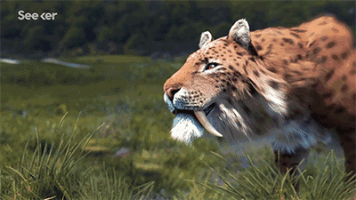 东北虎和剑齿虎哪个更强大为什么剑齿虎灭绝了老虎却没有