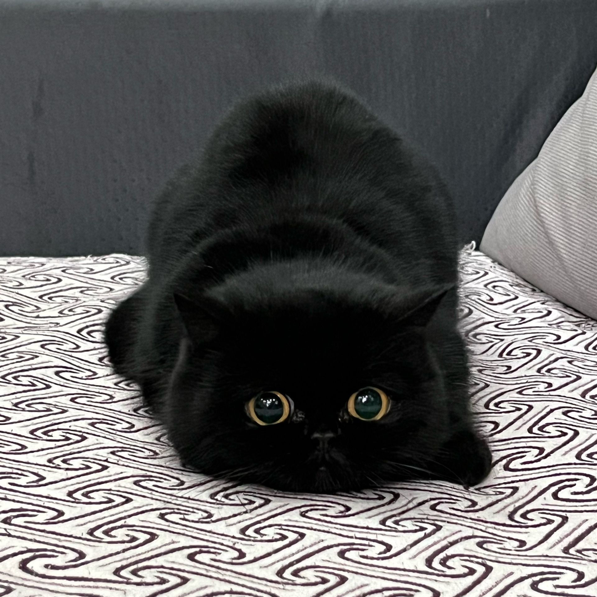 超可爱的小黑猫_高清图集_新浪网