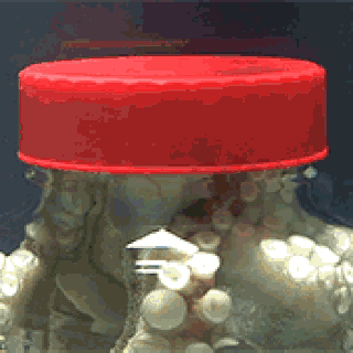 章鱼真的是外星生物？新研究称它是“天外来客”，5亿年前就来了休闲区蓝鸢梦想 - Www.slyday.coM