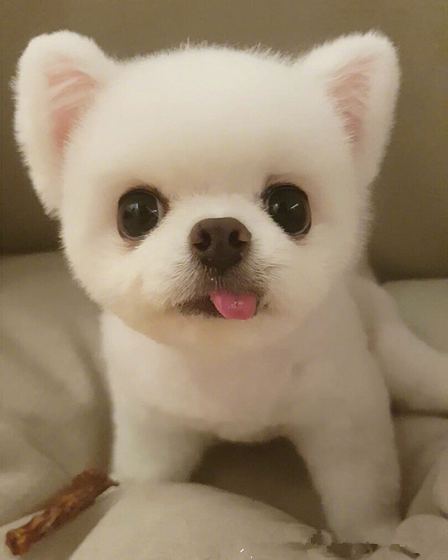 一只拥有粉色小耳朵的可爱博美犬,经得起洗澡的考验,绝对高颜值!