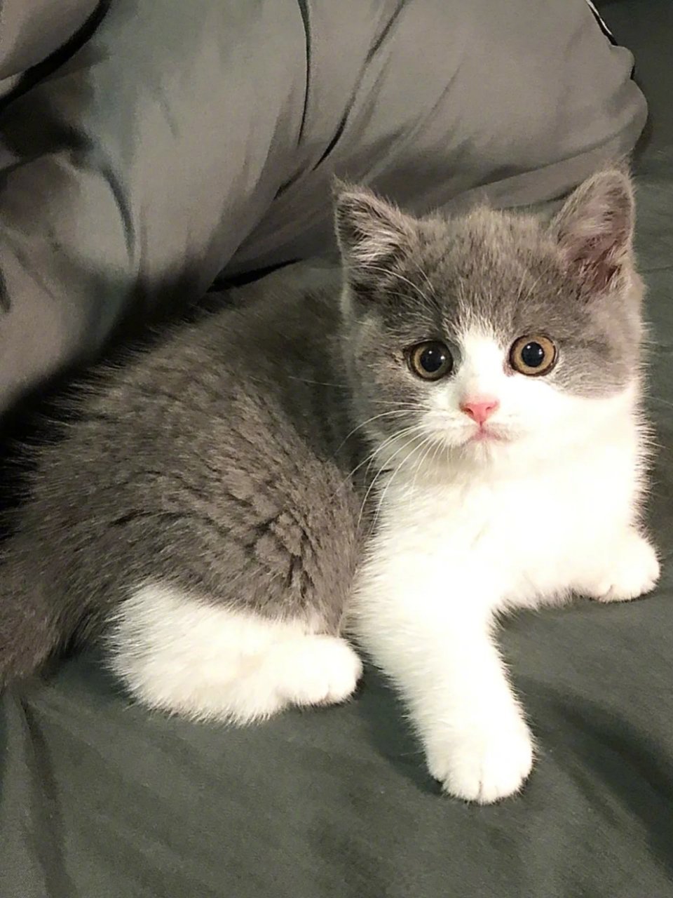 呜呜,英短蓝白真的太可爱了 !__财经头条