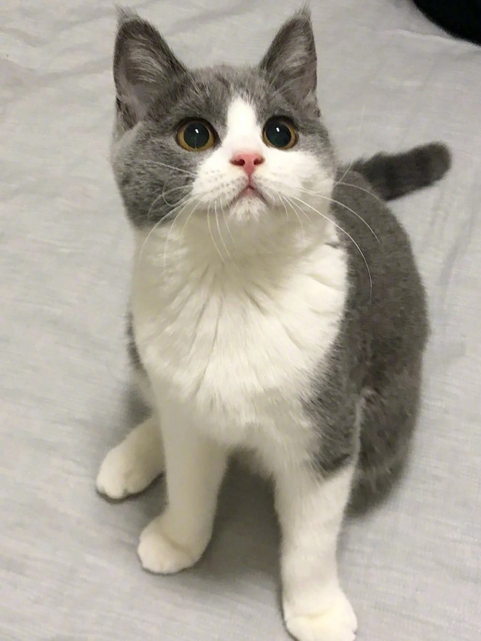 呜呜英短蓝白真的太可爱了