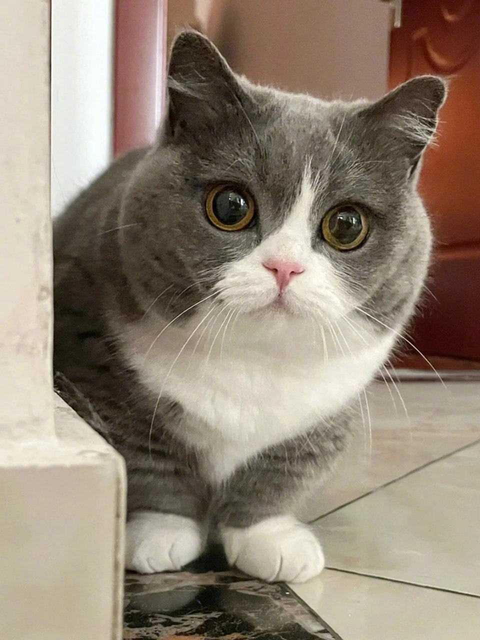 呜呜英短蓝白真的太可爱了