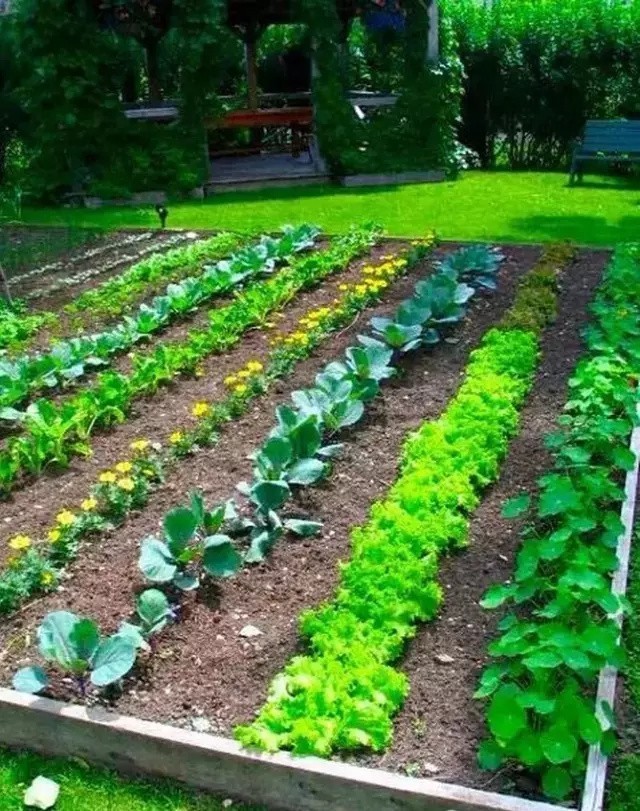 庭院露台改造在家开个小农场好看又好吃