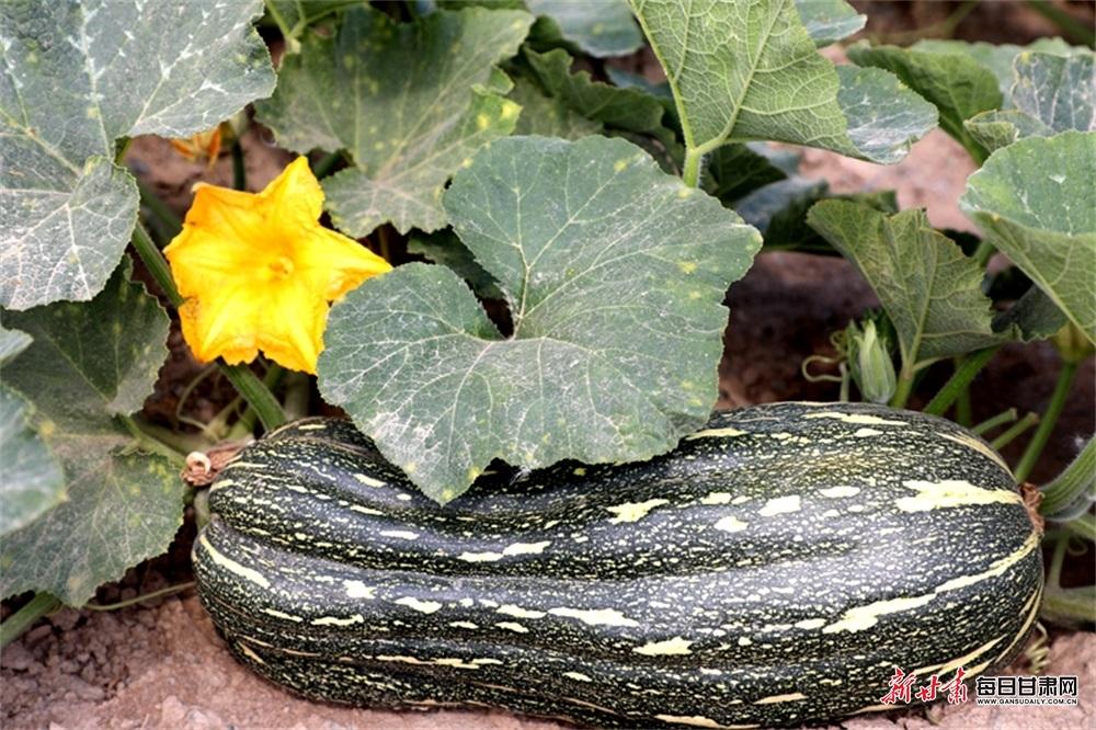 临泽县新华镇新品种南瓜走俏市场|甘肃|南瓜|新华镇_新浪新闻