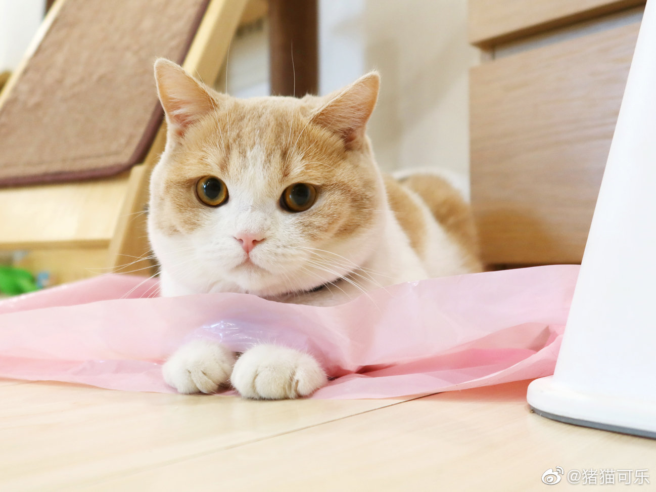 茶茶玩着玩着把小手手铐这里动不了啦~wink求救