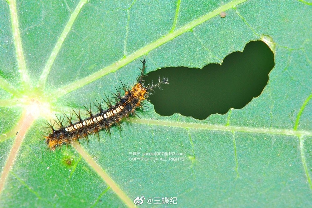 波蛱蝶又叫蓖麻蛱蝶,幼虫取食蓖麻……__财经头条