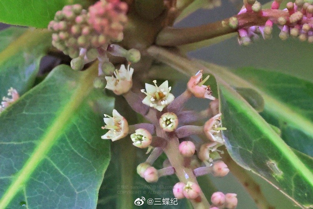 榄仁和小叶榄仁的花__财经头条