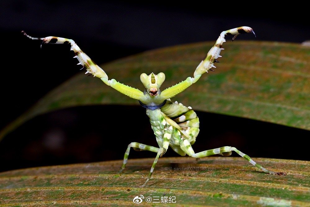 版纳的一种未知的弧纹螳若虫,受到惊吓以后就会张开两只前足……_高清