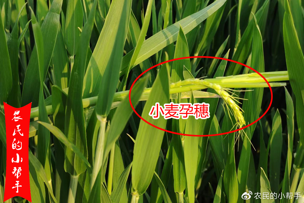 争议二:小麦孕穗期是否打药的问题