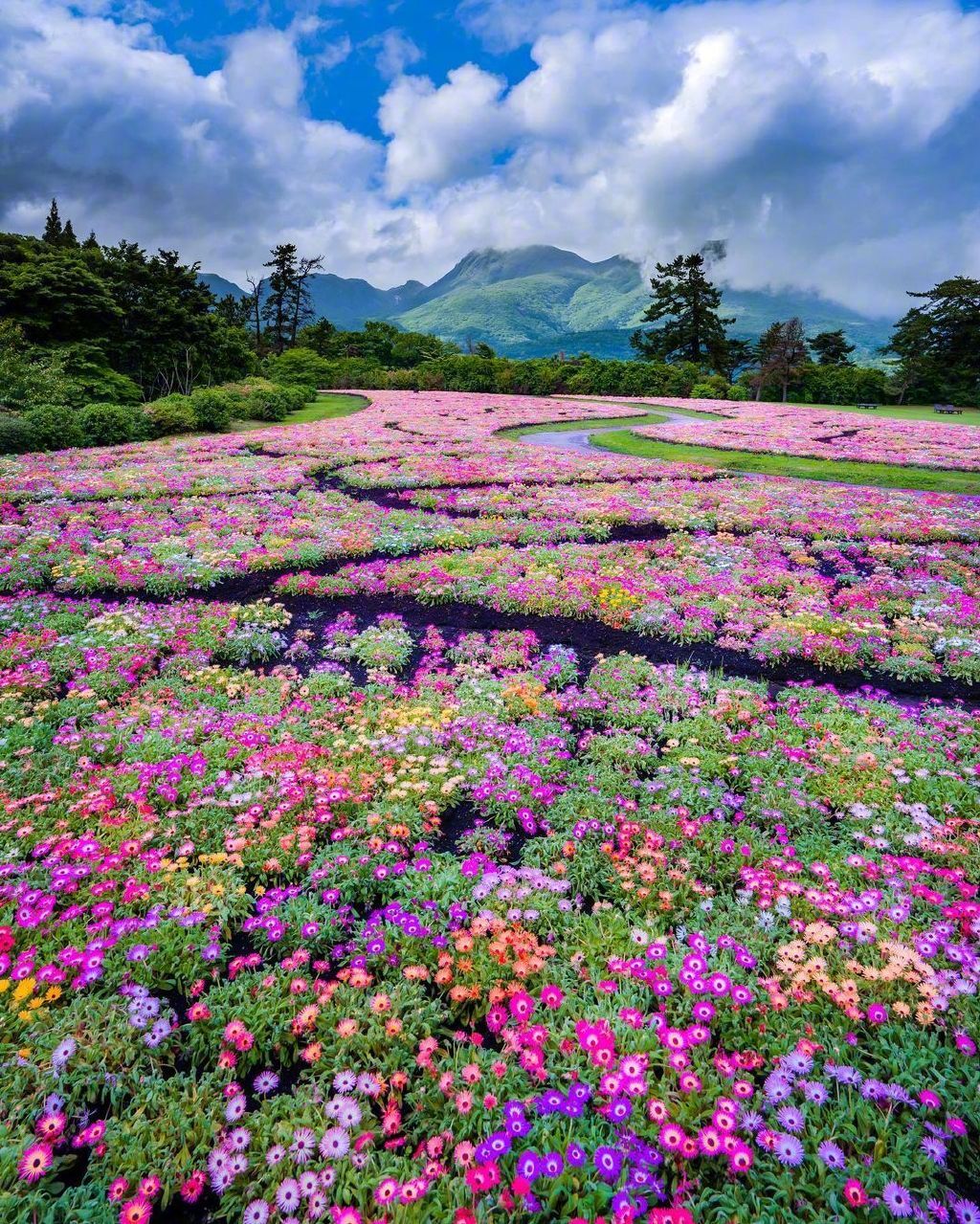 一片花海980393_高清图集_新浪网