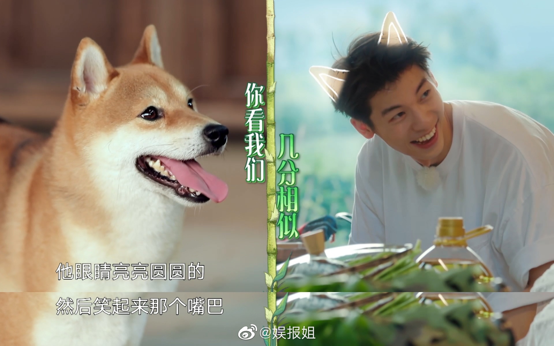 没想到有一天时候说许光汉像柴犬这回事能直接舞到正主面前