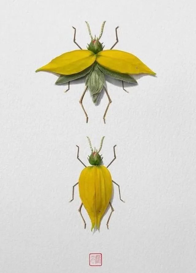 他用植物拼成漂亮的动物图案,价格贵得离谱,让人领略意境之美